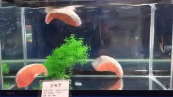 シンガポールを虜にしたてっぺいのバラちらし丼の作り方動画