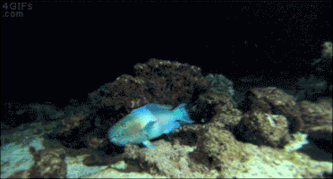 シンガポール年の差カップル、妻が行方不明