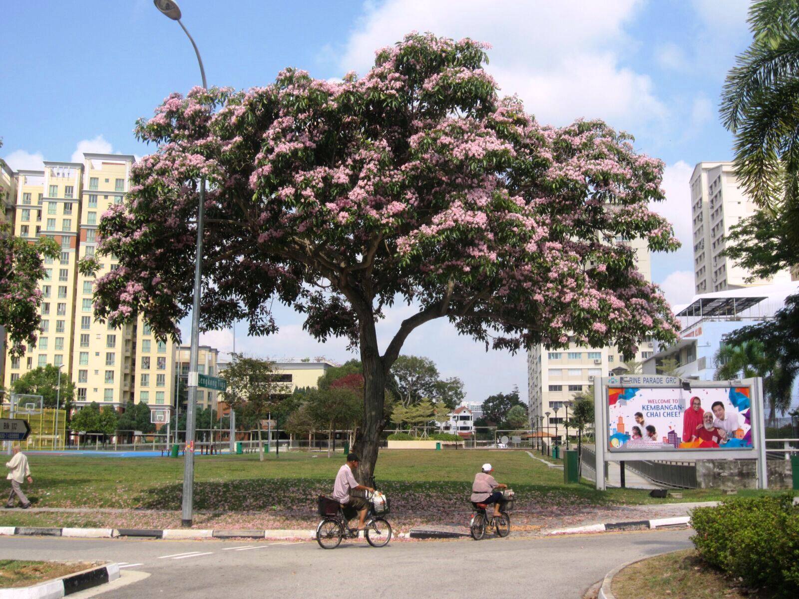 やっとシンガポールの春 、 桜開花が始まったっぽい。