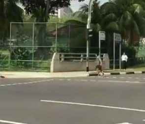 【動画付き】 事故ってシンガポール警察を殴って逃亡したやろーｗ